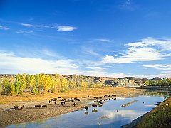 Bison, Little Missouri River, Theodore Roosevelt National Park, North Dakota